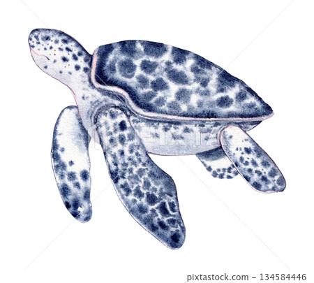 turtle blue with spots. Hand drawn with watercolor with texture. for fish restaurant design, menu turtle blue with spots. Hand drawn with watercolor with texture. for fish restaurant design, menu 134584446