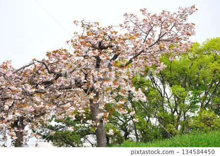 Cherry blossom trees along the Myotokuji River Cherry blossom trees along the Myotokuji River 134584450