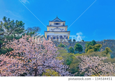 [Kagawa Prefecture] Marugame Castle in spring when cherry blossoms bloom (existing castle tower and stone wall famous castle) 134584451