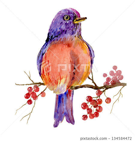 bird painted red with purple. Sitting on a brown branch with red berries. isolated. Hand drawn with 134584472