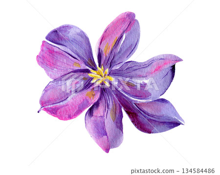 Clematis flowers and buds, leaves multicolored, graceful. Bouquet on a white background. Hand-drawn watercolor with texture 134584486