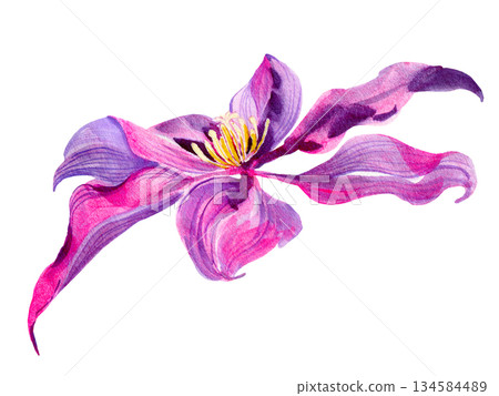 Clematis flowers and buds, leaves multicolored, graceful. Bouquet on a white background. Hand-drawn watercolor with texture Clematis flowers and buds, leaves multicolored, graceful. Bouquet on a white background. Hand-drawn watercolor with texture 134584489