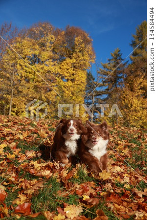 Two dogs are sitting on a pile of leaves in a park 134584494