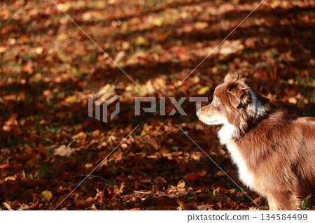 Brown and white dog is standing in a field of autumn leaves 134584499
