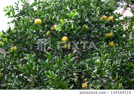 Many ripe Ponkan oranges Many ripe Ponkan oranges 134584519