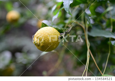 Lemon after the rain 134584521