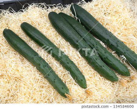 Harvested cucumbers 134584600