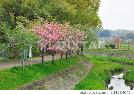 妙德寺川沿岸的櫻花樹 妙德寺川沿岸的櫻花樹 134584641