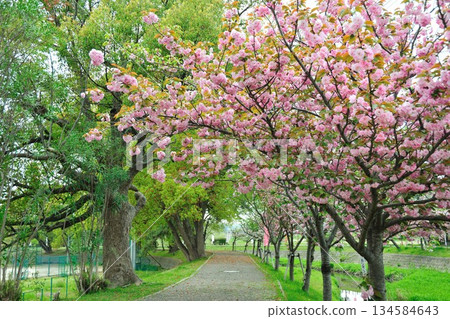 Cherry blossom trees along the Myotokuji River 134584643
