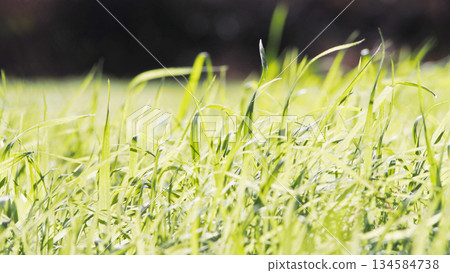 閃耀草原 134584738