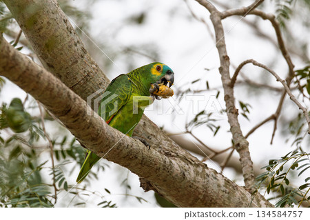 Blue-fronted amazon (Amazona aestiva), Corumba, South Pantanal, Mato Grosso do Sul, Brazil. Brazilian wildlife and birdwatching. 134584757