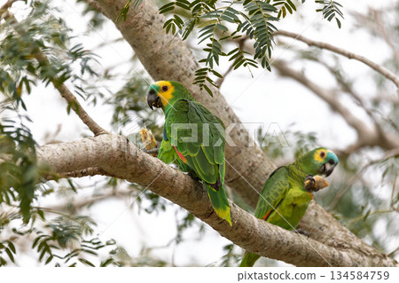 Blue-fronted amazon (Amazona aestiva), Corumba, South Pantanal, Mato Grosso do Sul, Brazil. Brazilian wildlife and birdwatching. Blue-fronted amazon (Amazona aestiva), Corumba, South Pantanal, Mato Grosso do Sul, Brazil. Brazilian wildlife and birdwatching. 134584759