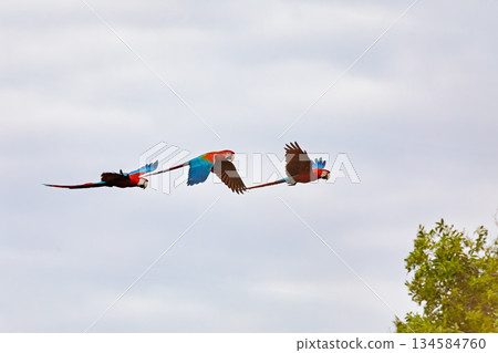 Red-and-green macaw (Ara chloropterus) in flight. Corumba, Mato Grosso do Sul. Brazil. Brazilian wildlife birdwatching. 134584760