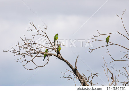 Nanday parakeet (Aratinga nenday), Corumba, South Pantanal Mato Grosso do Sul, Brazil. Brazilian wildlife and birdwatching. Nanday parakeet (Aratinga nenday), Corumba, South Pantanal Mato Grosso do Sul, Brazil. Brazilian wildlife and birdwatching. 134584761