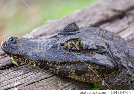 Yacare caiman (Caiman yacare), Corumba, South Pantanal Mato Grosso do Sul, Brazil. Brazilian wildlife and birdwatching. 134584764
