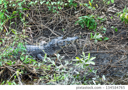 Yacare caiman (Caiman yacare), Corumba, South Pantanal Mato Grosso do Sul, Brazil. Brazilian wildlife and birdwatching. 134584765
