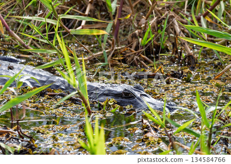 Yacare caiman (Caiman yacare), Corumba, South Pantanal Mato Grosso do Sul, Brazil. Brazilian wildlife and birdwatching. Yacare caiman (Caiman yacare), Corumba, South Pantanal Mato Grosso do Sul, Brazil. Brazilian wildlife and birdwatching. 134584766