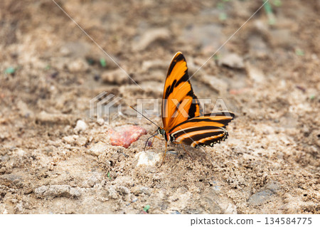 Dryadula phaetusa, butterfly known as the banded orange heliconian, Pantanal Mato Grosso do Sul Brazil. Brazilian wilderness. 134584775
