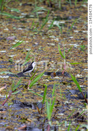 Black-backed water tyrant (Fluvicola albiventer), Corumba, Pantanal Mato Grosso do Sul, Brazil. Brazilian wildlife birdwatching. Black-backed water tyrant (Fluvicola albiventer), Corumba, Pantanal Mato Grosso do Sul, Brazil. Brazilian wildlife birdwatching. 134584776