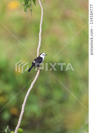 Black-backed water tyrant (Fluvicola albiventer), Corumba, Pantanal Mato Grosso do Sul, Brazil. Brazilian wildlife birdwatching. Black-backed water tyrant (Fluvicola albiventer), Corumba, Pantanal Mato Grosso do Sul, Brazil. Brazilian wildlife birdwatching. 134584777