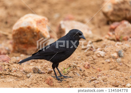 Chopi blackbird (Gnorimopsar chopi), Corumba, Pantanal Mato Grosso do Sul, Brazil. Brazilian wildlife and birdwatching. Chopi blackbird (Gnorimopsar chopi), Corumba, Pantanal Mato Grosso do Sul, Brazil. Brazilian wildlife and birdwatching. 134584778