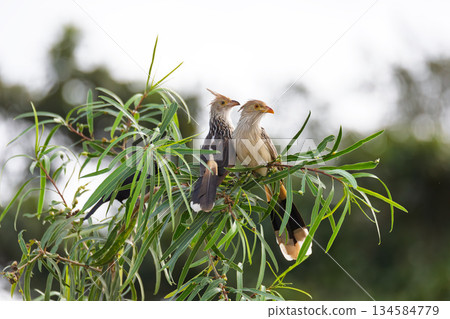 Guira cuckoo, (Guira guira), Corumba, South Pantanal Mato Grosso do Sul, Brazil. Brazilian wildlife and birdwatching. Guira cuckoo, (Guira guira), Corumba, South Pantanal Mato Grosso do Sul, Brazil. Brazilian wildlife and birdwatching. 134584779