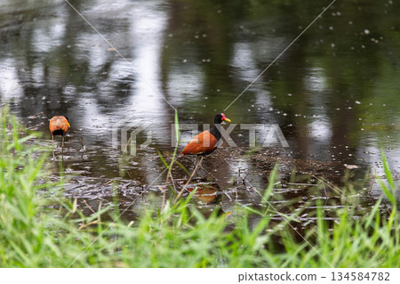Northern Jacana (Jacana spinosa), Corumba, South Pantanal Mato Grosso do Sul, Brazil. Brazilian wildlife and birdwatching. Northern Jacana (Jacana spinosa), Corumba, South Pantanal Mato Grosso do Sul, Brazil. Brazilian wildlife and birdwatching. 134584782