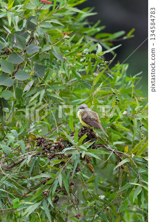 cattle tyrant (Machetornis rixosa). Corumba, South Pantanal, Mato Grosso do Sul. Brazilian wildlife and birdwatching. 134584783
