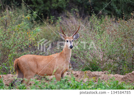 Marsh deer (Blastocerus dichotomus), South Pantanal, Corumba, Mato Grosso do Sul, Brazil. Brazilian wildlife. 134584785