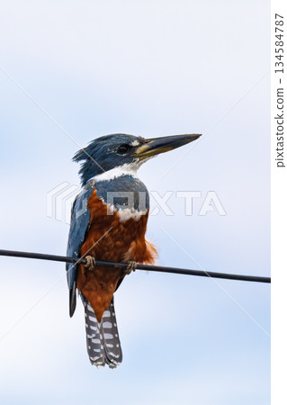Ringed kingfisher (Megaceryle torquata), Corumba, South Pantanal Mato Grosso, Brazil. Brazilian wildlife and birdwatching. 134584787