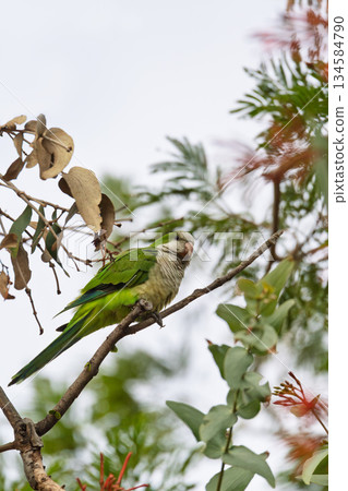 Monk parakeet (Myiopsitta monachus), Corumba, South Pantanal Mato Grosso do Sul, Brazil. Brazilian wildlife and birdwatching. 134584790