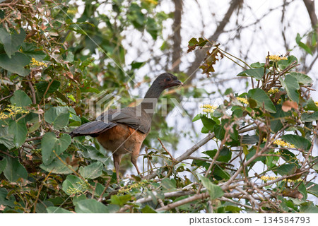 Chaco chachalaca (Ortalis canicollis), Corumba, Pantanal Mato Grosso do Sul Brazil. Brazilian wildlife and birdwatching. 134584793
