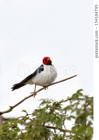 Yellow-billed cardinal (Paroaria capitata), Corumba, Pantanal Mato Grosso do Sul, Brazil. Brazilian wildlife and birdwatching. 134584795