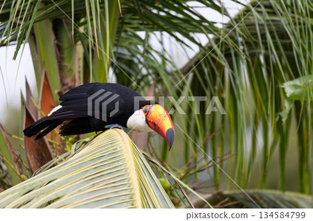 Toco toucan (Ramphastos toco), Miranda, South Pantanal Mato Grosso do Sul, Brazil. Brazilian wildlife and birdwatching. 134584799