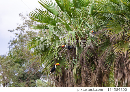 Magnificent Toco Toucan (Ramphastos toco), South Pantanal, Mato Grosso do Sul, Brazil. Brazilian wildlife and birdwatching. Magnificent Toco Toucan (Ramphastos toco), South Pantanal, Mato Grosso do Sul, Brazil. Brazilian wildlife and birdwatching. 134584800