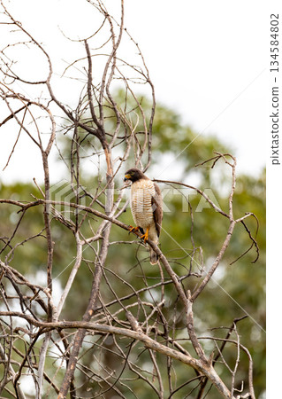 Roadside hawk (Rupornis magnirostris), Corumba, South Pantanal Mato Grosso do Sul, Brazil. Brazilian wildlife and birdwatching. Roadside hawk (Rupornis magnirostris), Corumba, South Pantanal Mato Grosso do Sul, Brazil. Brazilian wildlife and birdwatching. 134584802