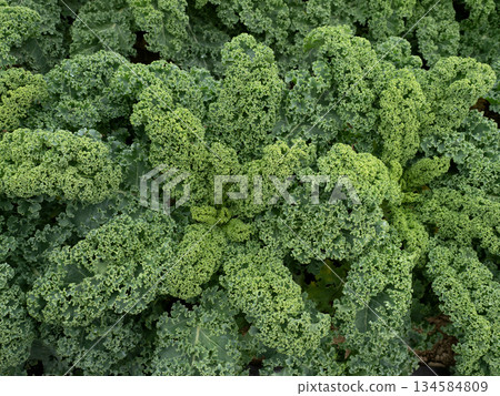 Kale cultivation 134584809