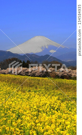 從大井町眺望油菜花田和春目櫻 3月 大井町 26 富士山、春目櫻和油菜花田 V9.16 從大井町眺望油菜花田和春目櫻 3月 大井町 26 富士山、春目櫻和油菜花田 V9.16 134584935