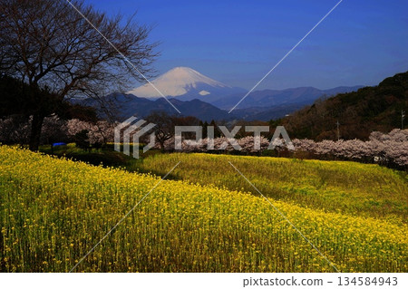 從大井町眺望油菜花田和春櫻，3月34日，大井町，富士山、春櫻和油菜花田 134584943