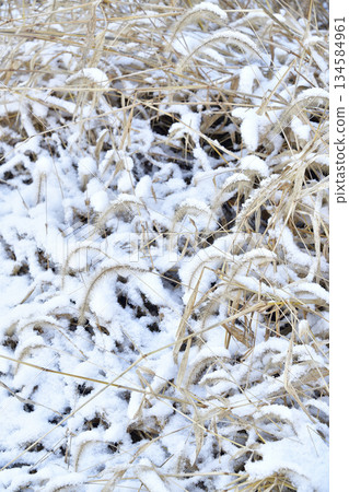 Photographing snow-covered cat's tail in Otobe, Hokkaido in winter 134584961