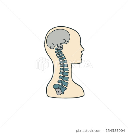 Simplified anatomical illustration showcasing the human head, skull, and spinal column for 134585004