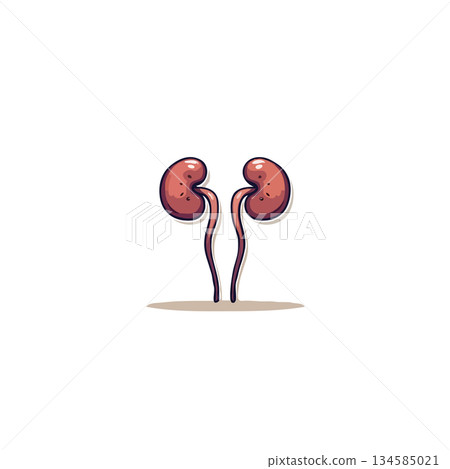 Stylized anatomical kidneys illustration with connecting ureters depicting human internal organ 134585021