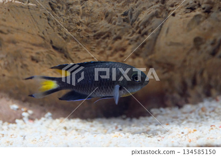 Ribbon Damselfish 134585150