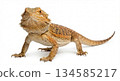 A vibrant photo of a bearded dragon 134585217