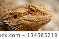 Photo of a bearded dragon, a large lizard 134585219