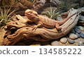 Bearded dragon resting on a rock 134585222