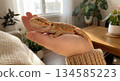 Interacting with a bearded dragon in your hand 134585223