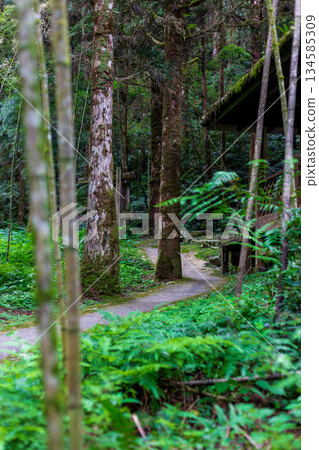 漫步明池清幽的竹林小徑 漫步明池清幽的竹林小徑 134585309