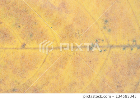 A collaboration of Japanese paper and fallen leaves [Background material] 134585345