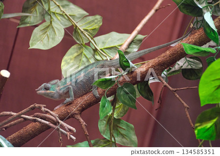 Panther Chameleon 134585351